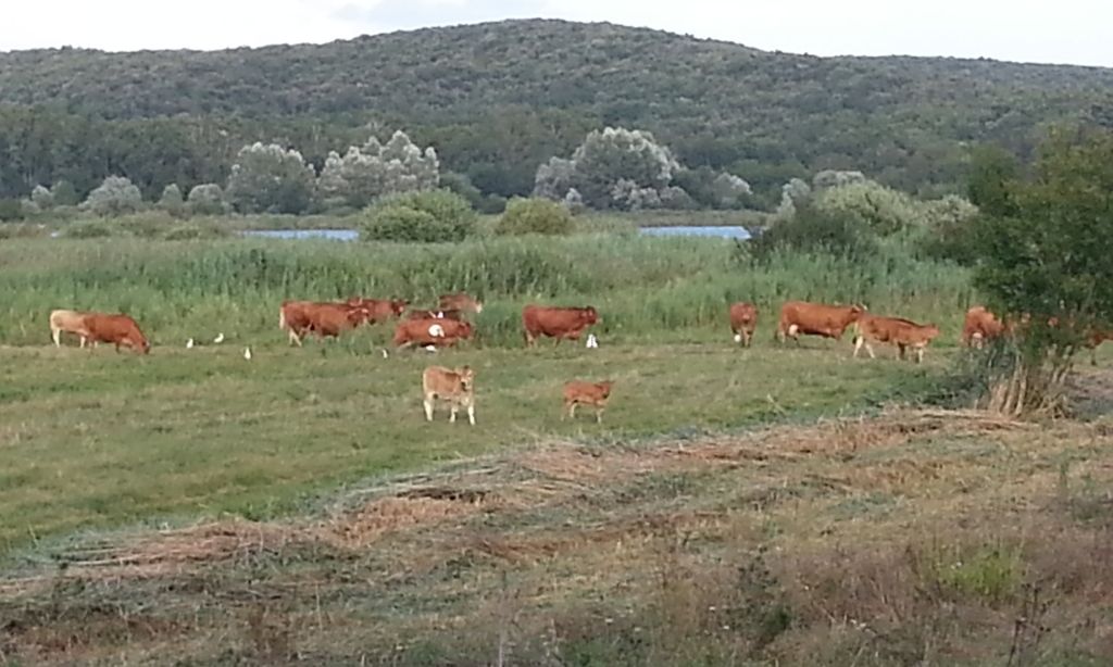 Cows in Maremma
