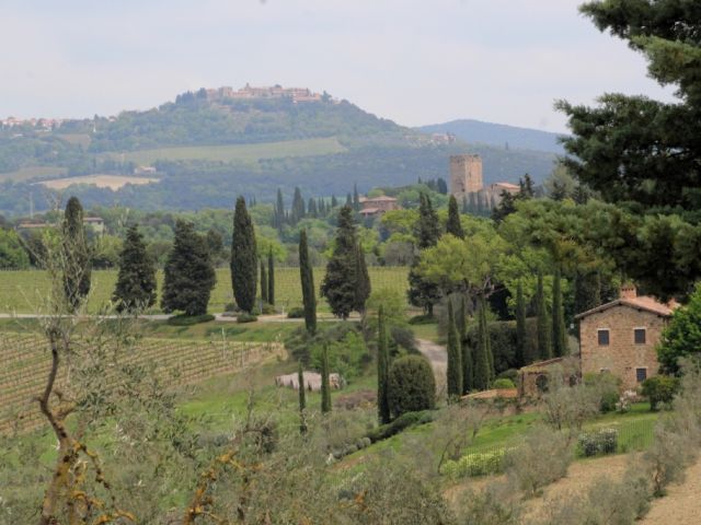 Vineyards Montalcino