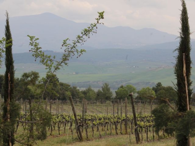 Vineyards Villa Banfi